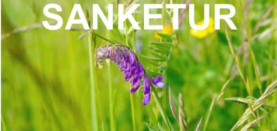 VILD MED NATUR – SANKETUR OG VILD MAD