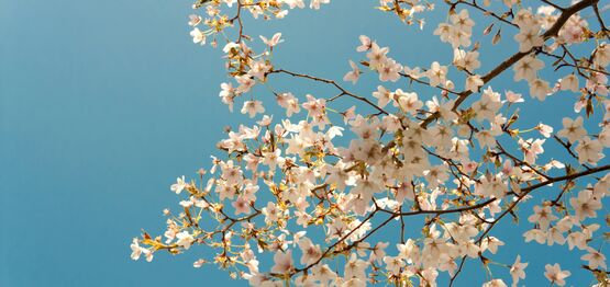 April - Kvinde midt i livet