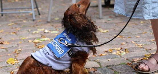 Psykiatriske servicehunde