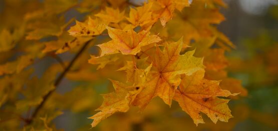 November - Arbejdsliv og mening
