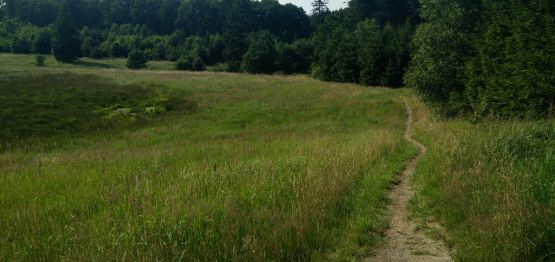 Guidet tur i Kelstrup Plantage/skov med naturvejleder